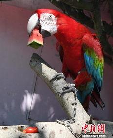 鸟吃瓜怎么形容