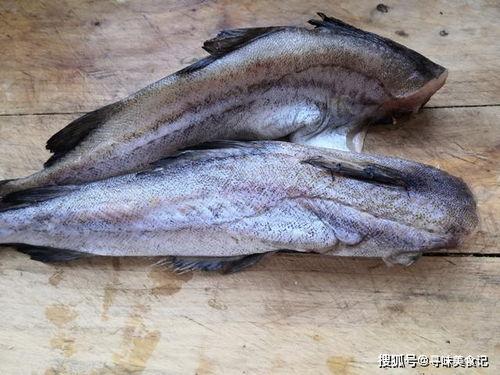 瓜哥吃瓜绿头鱼图片