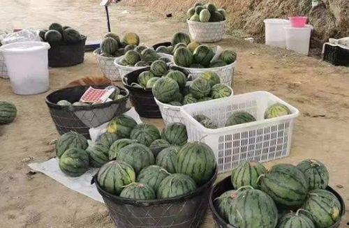 2 1吃瓜站,热门话题背后的真相与内幕