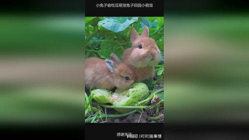 吃瓜小萌宠,揭秘宠物界的“瓜王”传奇