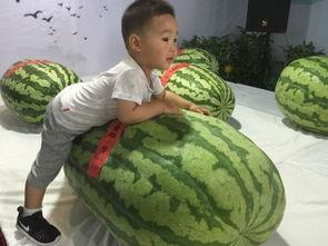 梧州吃瓜事件,一场网络热议背后的真相与反思