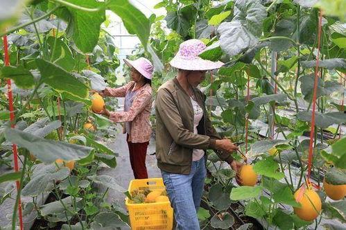 吃瓜金乡网红,揭秘网络红人的幕后故事