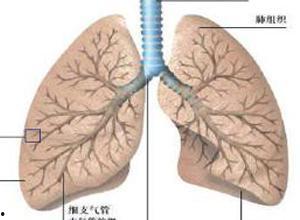 肺病可以吃籽瓜吗