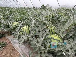 亳州吃瓜群众禁忌