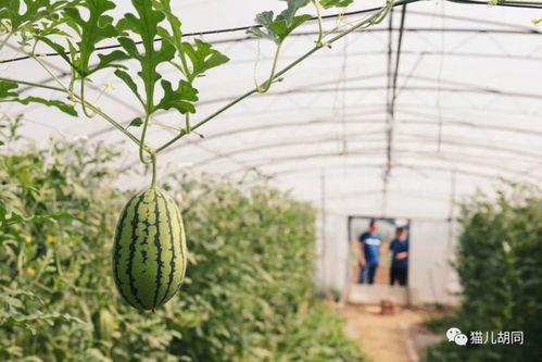 全京城都在吃瓜,全民吃瓜，揭秘娱乐圈最新热点